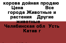 корова дойная продаю › Цена ­ 100 000 - Все города Животные и растения » Другие животные   . Челябинская обл.,Усть-Катав г.